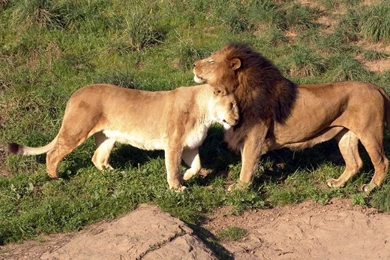 Free Wildlife Images