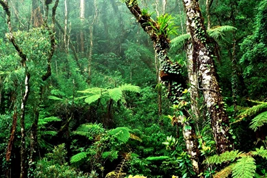 Wildlife Wallpapers Free Download