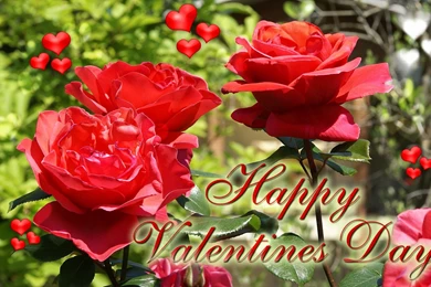 Happy Valentine Day Rose