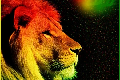 Rasta Lion Images   HD Wallpapers Pretty