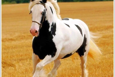 Free Horse Screensavers And Wallpapers   Wallpapers Cave