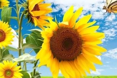640x960 Sun Flowers Butterfly & Nature Iphone 4 Wallpapers