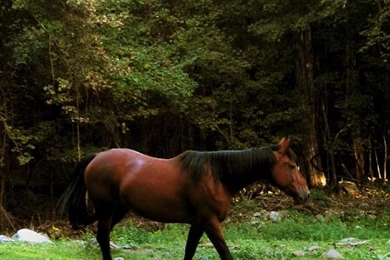 640x960 Pony In Nature Iphone 4 Wallpapers