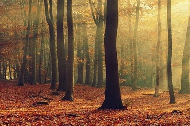 Iphone 4s Fall Wallpapers   ... Wallpapers, Iphone 5 Vintage ...