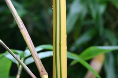 Wallpapers For Iphone: Hd Iphone 4 Wallpapers Nature