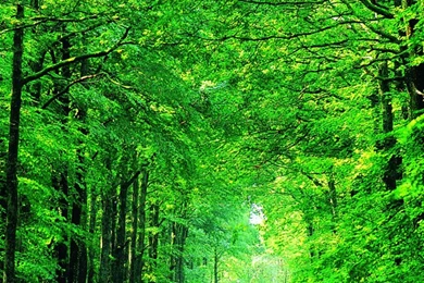 HD 640x960 Nature iPhone 4 Wallpapers Img 8