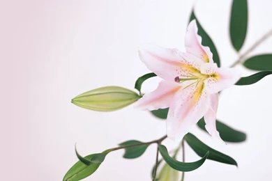 Lily Wallpapers Flower Wallpapers
