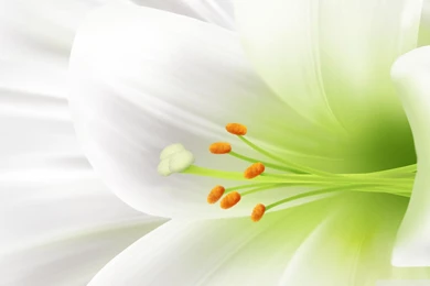 Lily Flower Wallpapers 2.jpg
