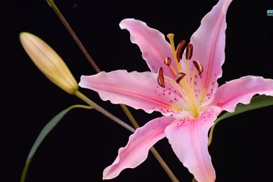 Lily Wallpapers Flower Wallpapers