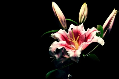 Full HD Lily Wallpapers