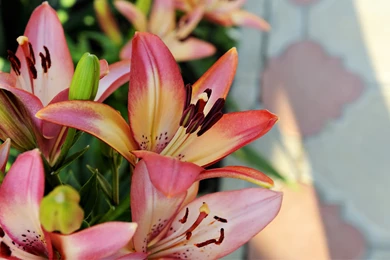 Lily Flower Images And Wallpapers Download