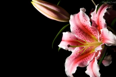 60+ Beautiful Pictures Of Colorful Lily