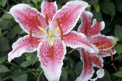 Lily   Flower Wallpapers   Crazy Frankenstein