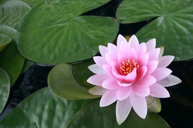 1920x1080px Pink Lily Wallpapers