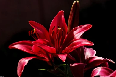 Lily Flowers Wallpapers (34186941) Fanpop