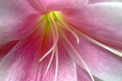 1600x1200 Pink Lily Desktop PC And Mac Wallpapers