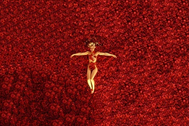 American Beauty Wallpaper, American Beauty Photos, New Wallpapers