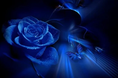 Blue Beauty Wallpapers Yorkshire_rose Wallpapers (30634780) Fanpop