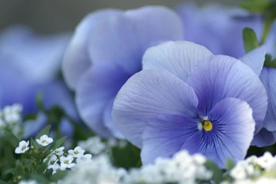 Wallpapers Nature Beauty Purple