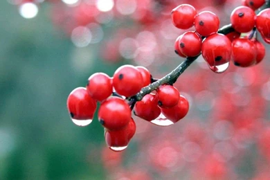 Desktop_wallpaper_hd_3d full_screen_flowers_.jpg