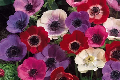 3d Wallpapers: Hd Flowers Wallpapers Free Download