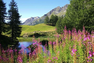 Free Screensavers And Wallpapers 7Screensavers.com