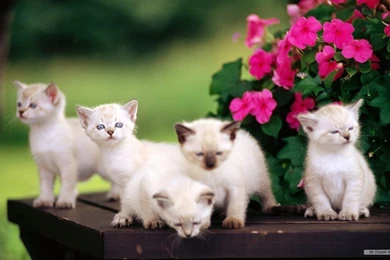 Desktop Wallpapers Animals