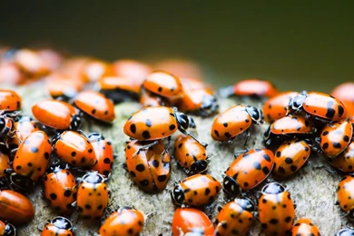 Ladybug, House, Paper, Insects, Wallpaper, Animals (