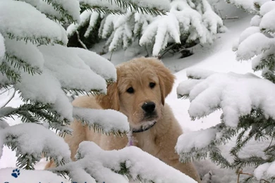 Animals Wallpapers 201, Free Desktop Wallpapers, Cool Wallpapers