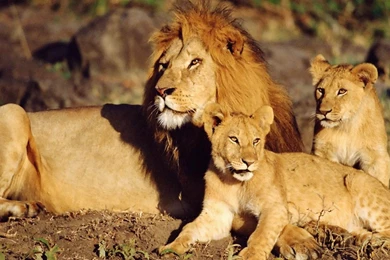 Cute Animal Wallpapers HD   CuteWallpaper.org