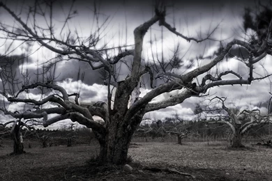 Dead tree dual screen wallpaper.jpg