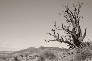 Dead Tree, Ojito Springs V By Elektronika7 On DeviantArt