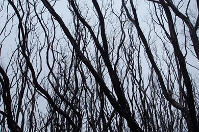 Dead Tree Branches   1579977