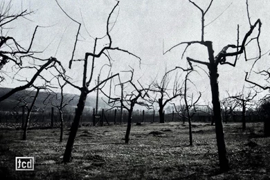 Nature Trees Dead Barren HD Wallpapers Wallpapers   (