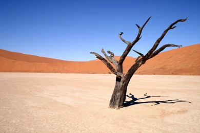 Dead Tree In Desert Wallpapers