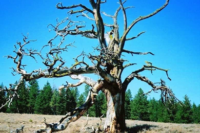 DEAD TREE WALLPAPER   (