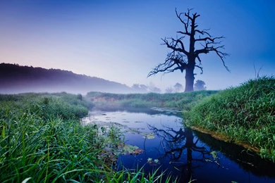 Download Wallpapers 3840x2400 Tree, Dead, Stream, Reflection Ultra ...