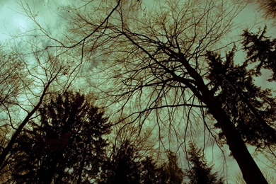 Dead Tree, Root, Biosphere, Nature, Plants By Basquiat79 On DeviantArt