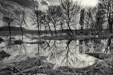 In A Land Of Dead Trees By XMEGALOPOLISx On DeviantArt