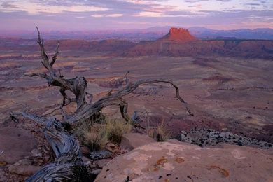 Dead Tree Wallpapers