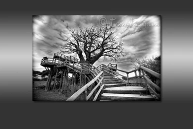 Free Computer Desktop Wallpaper: Baobab Treehouse