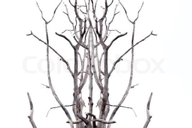 Focus The Dead Tree On White Backgrounds And See Seems Deer Antler ...