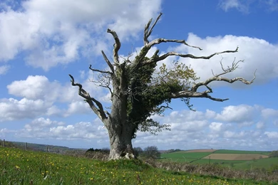 Dead Tree By Troll Stock On DeviantArt