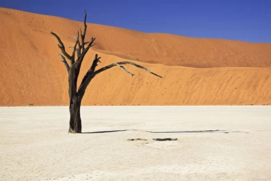 Dead Trees Wallpapers And Images   Wallpapers, Pictures, Photos