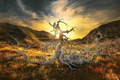 Landscape Hill Dead Tree Patagonia Chile Tree Sunrise Sun ...