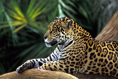 19953 Leopard 325632