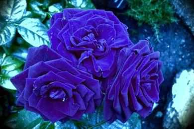 Blue Rose Desktop HD (high Defination) Wallpapers