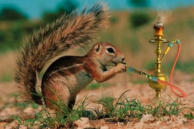 Zedge Pictures On Pinterest