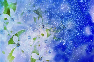 Winter Flowers Wallpapers   Crazy Frankenstein