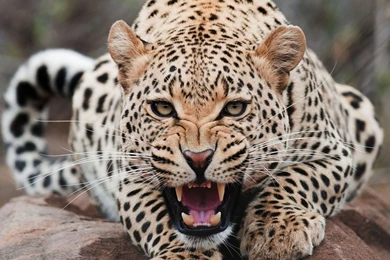 Wild Cat HD Wallpapers